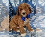 Small Photo #2 Poodle (Standard) Puppy For Sale in LANCASTER, PA, USA