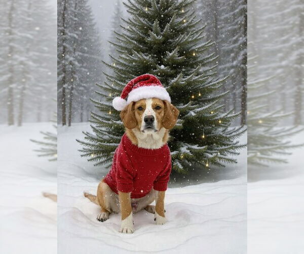 Medium Photo #3 Beagle-Collie Mix Puppy For Sale in Rustburg, VA, USA