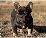 Small Photo #2 French Bulldog Puppy For Sale in LOCUST GROVE, GA, USA