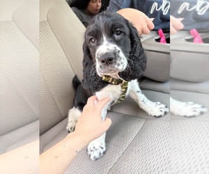 Medium English Springer Spaniel