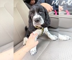 Puppy Collar English Springer Spaniel