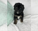 Small #4 F2 Aussiedoodle