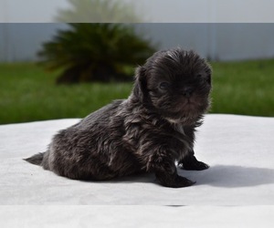 Shih Tzu Puppy for sale in PALM COAST, FL, USA