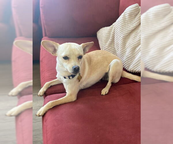 Medium Photo #5 Chihuahua Puppy For Sale in Sandy, UT, USA