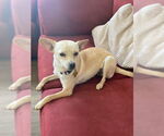 Small #4 Chihuahua