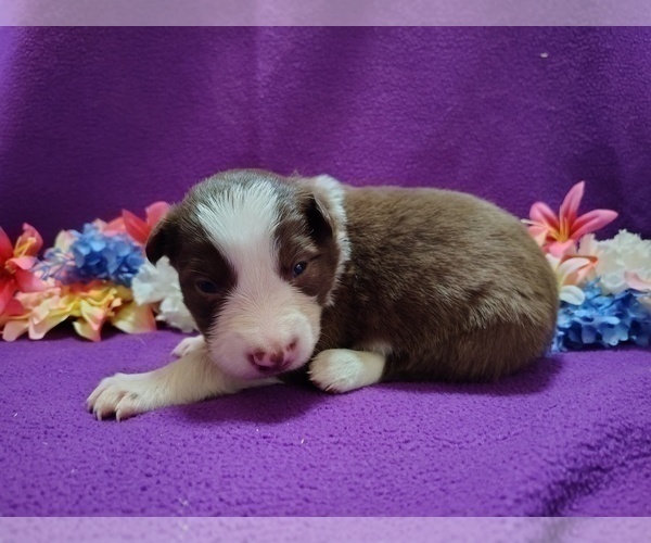 Medium Photo #18 Border Collie Puppy For Sale in NORBORNE, MO, USA