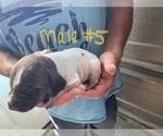 Small Photo #8 German Shorthaired Pointer Puppy For Sale in ORCHARD PARK, NY, USA