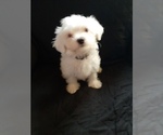 Puppy 6 Maltese