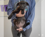 Small #4 American Staffordshire Terrier Mix