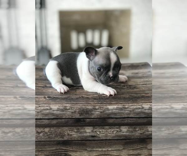 Medium Photo #2 French Bulldog Puppy For Sale in SAINT HELENS, OR, USA