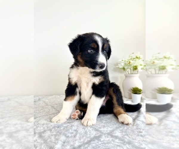 Medium Photo #2 Australian Shepherd Puppy For Sale in GREENFIELD, IN, USA