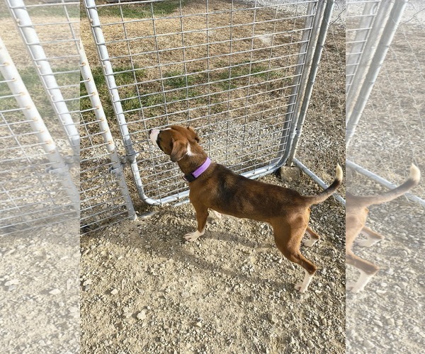Medium Photo #2 Boxer-Unknown Mix Puppy For Sale in Stover, MO, USA