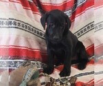 Small Photo #120 Labrador Retriever Puppy For Sale in MERIDEN, KS, USA