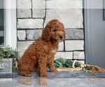 Small Photo #16 Goldendoodle (Miniature) Puppy For Sale in HOLMESVILLE, OH, USA