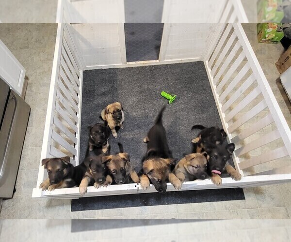 Medium Photo #1 German Shepherd Dog Puppy For Sale in TARBORO, NC, USA