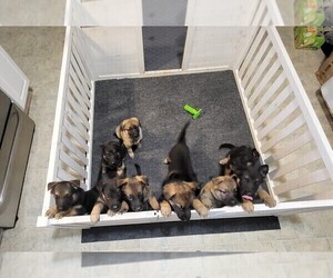 German Shepherd Dog Puppy for sale in TARBORO, NC, USA