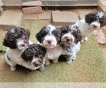Image preview for Ad Listing. Nickname: Litter of 5
