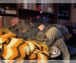 Small #16 Irish Wolfhound