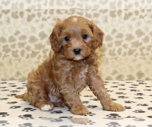Medium Photo #4 Cavapoo Puppy For Sale in DENVER, PA, USA