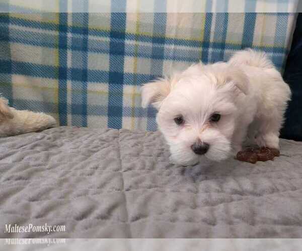 Medium Photo #3 Maltese Puppy For Sale in OCALA, FL, USA