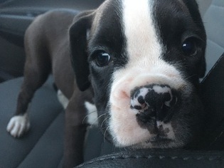 Boxer Puppy for sale in MANAKIN SABOT, VA, USA