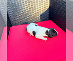 Puppy Puppy 7 German Shorthaired Pointer