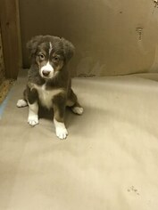 Australian Shepherd Puppy for sale in FRANKLIN GROVE, IL, USA