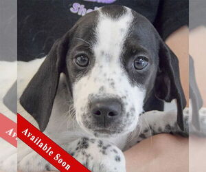 Beagle-Brittany Mix Dogs for adoption in Huntley, IL, USA