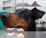 Small #12 Doberman Pinscher