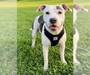 HEIDI - Female American Pit Bull Terrier Dog for Adoption - Photo #2