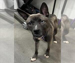 Huskies -Unknown Mix Dogs for adoption in Forestville, MD, USA
