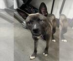 Small Huskies  Mix