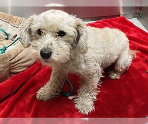 Poodle (Miniature) Dogs for adoption in Orange, CA, USA