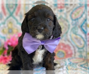 Cavapoo Puppy for sale in LANCASTER, PA, USA