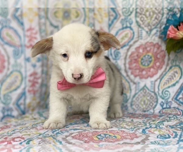 Medium Photo #2 Pembroke Welsh Corgi Puppy For Sale in LANCASTER, PA, USA