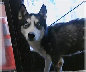 Siberian Husky Dogs for adoption in Tulsa, OK, USA