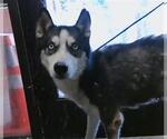 Small Siberian Husky