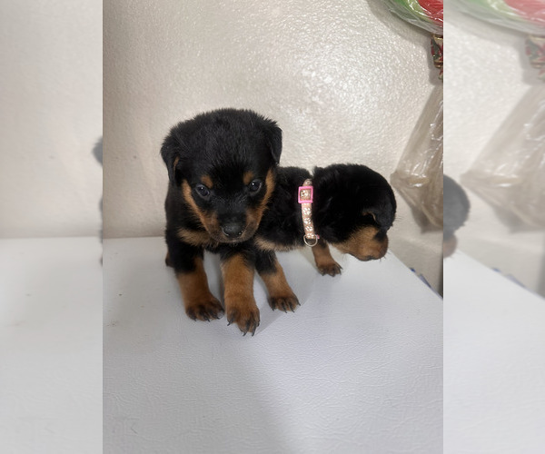 Medium Photo #1 Rottweiler Puppy For Sale in PLEASANTON, CA, USA