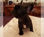 Small Photo #3 French Bulldog Puppy For Sale in LAKE BUTLER, FL, USA