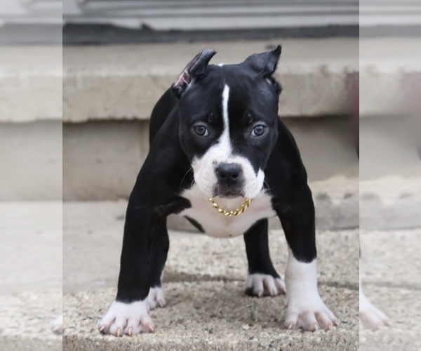Medium Photo #1 American Bully Puppy For Sale in CHAMPAIGN, IL, USA