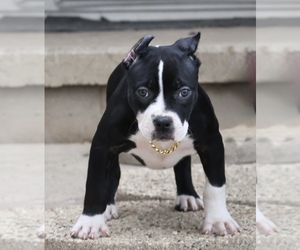American Bully Puppy for sale in CHAMPAIGN, IL, USA