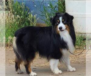 Father of the Miniature American Shepherd puppies born on 08/18/2022