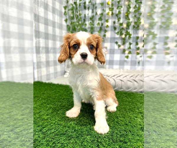 Medium Photo #1 Cavalier King Charles Spaniel Puppy For Sale in MARIETTA, GA, USA