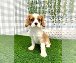Small Photo #1 Cavalier King Charles Spaniel Puppy For Sale in MARIETTA, GA, USA