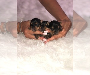 Yorkshire Terrier Puppy for sale in FORT MYERS, FL, USA