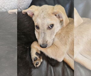 Labrador Retriever-Unknown Mix Dogs for adoption in Plainfield, IL, USA