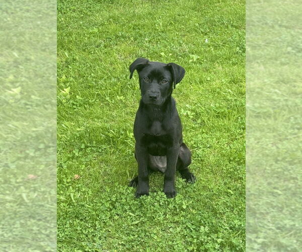 Medium Photo #9 Labrador Retriever-Unknown Mix Puppy For Sale in Brewster, NY, USA