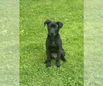 Small #8 Labrador Retriever Mix