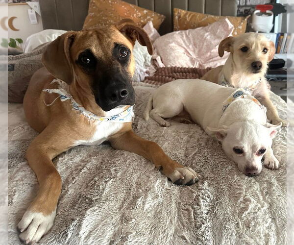 Medium Photo #7 Mutt Puppy For Sale in San Diego, CA, USA