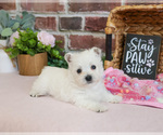 Small #1 West Highland White Terrier